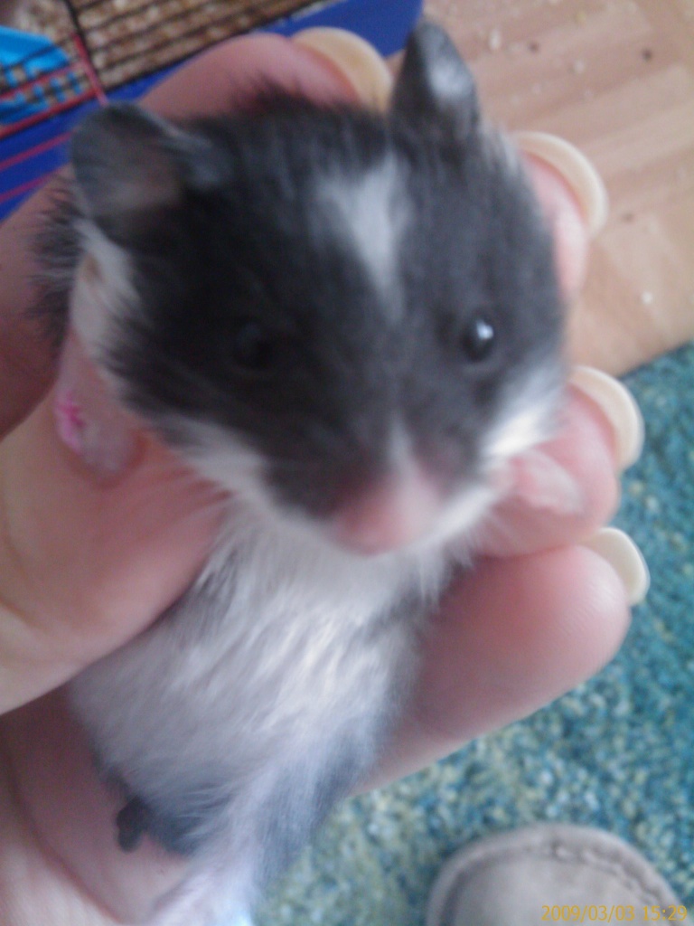 Süße Hamsterbabys abzugeben!!! - Nagetiere - Berlin