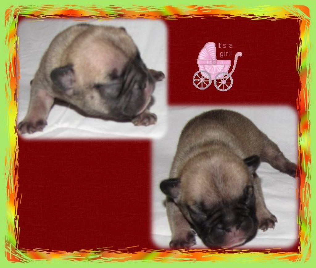 Franz.Bulldoggen - Hunde - Ulrichstein
