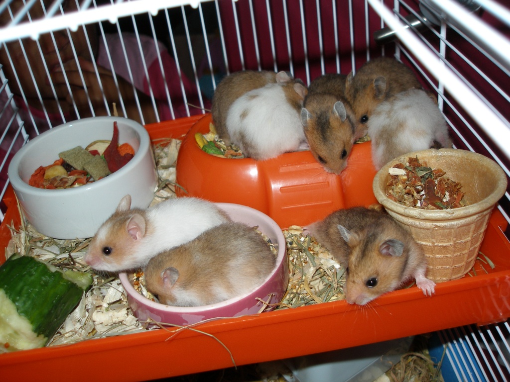Hamsterjunge abzugeben - Nagetiere - Lünen