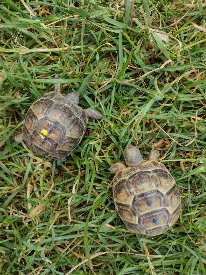 Landschildkröten von 2022 - Reptilien - Rottenburg an der Laaber
