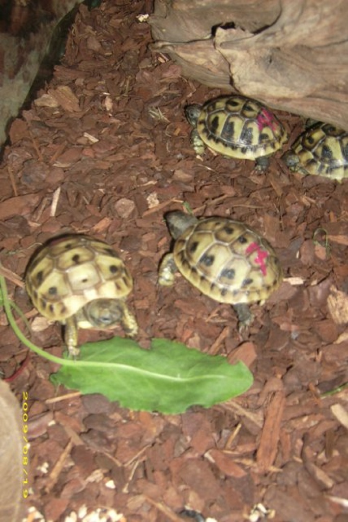 Biete Griechische Landschildkröte - Reptilien - 01936