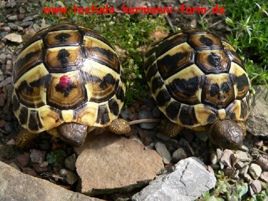 Italienische Landschildkröten Testudo hermanni hermanni NZ 2021 - Reptilien - Kamen
