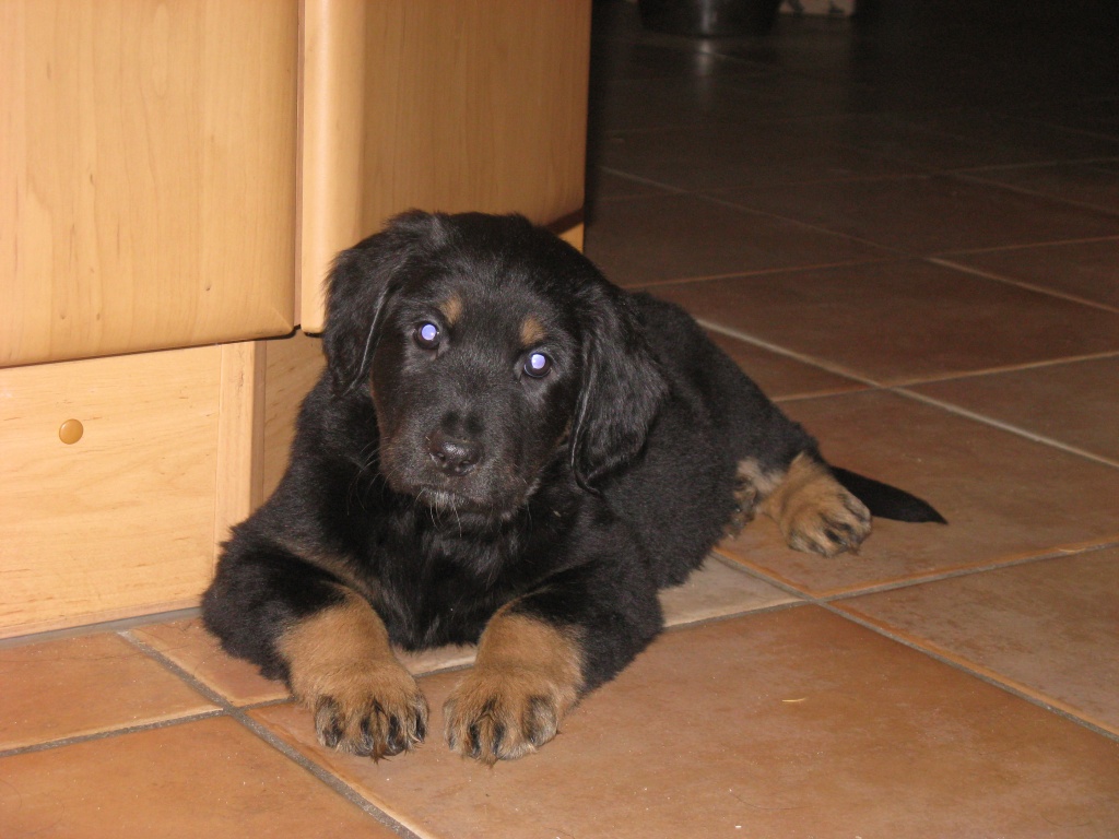 Hovawartwelpen - Hunde - Jerichow