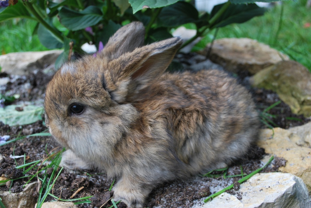 Junge Kaninchen cashmerewidder - Nagetiere - Pegnitz