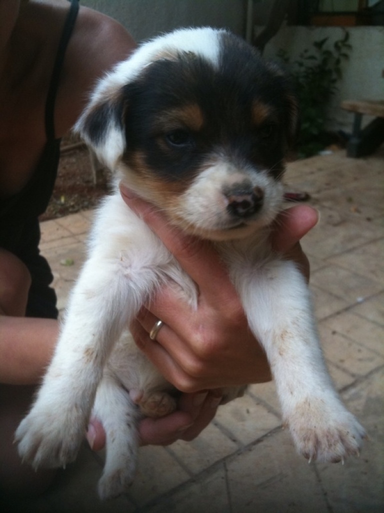 Flugpate vo Heraklion(Kreta) nach Deutschland gesucht - Flugpaten - Kreta