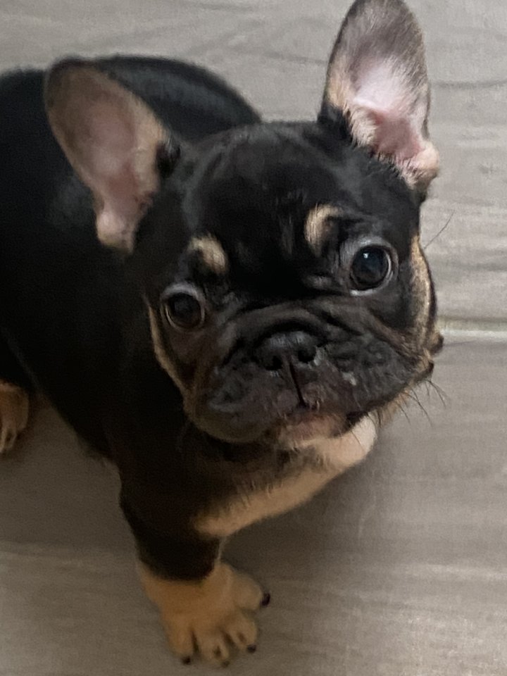Französische Bulldoggen - Hunde - Osternienburger Land