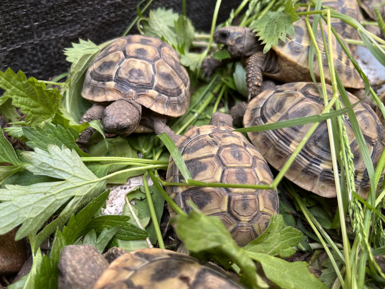 Griech. Landschildkröten 2020 u 2021 - Reptilien - Troisdorf