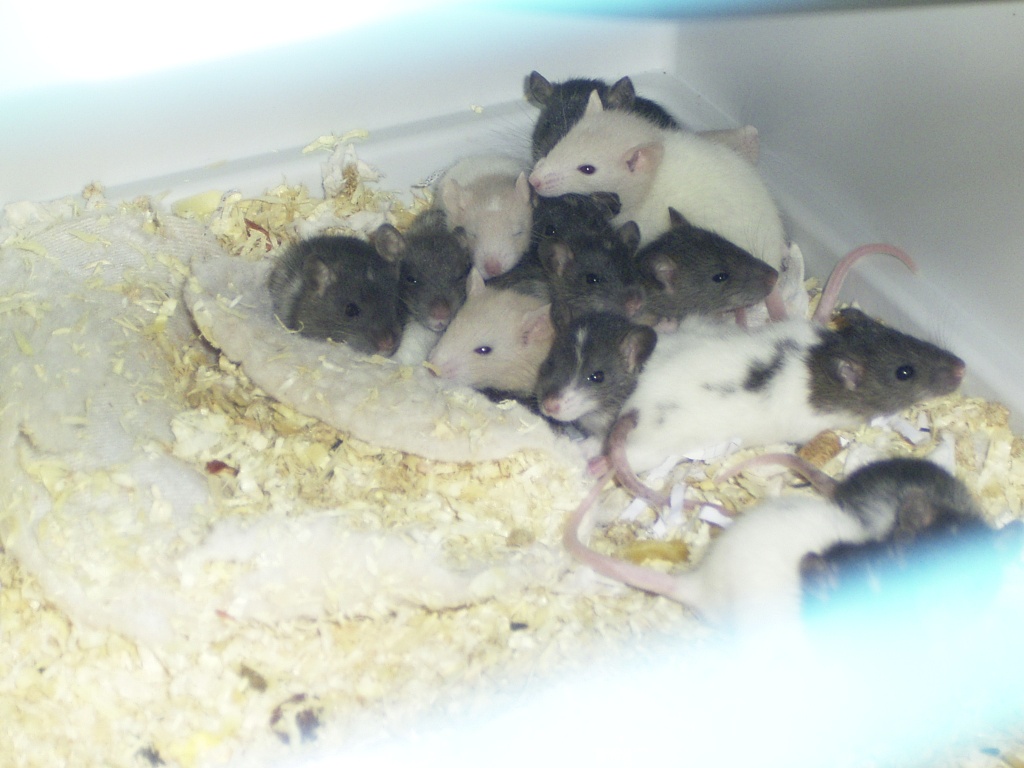 Rattenbabys suchen ein neues zu Hause - Nagetiere - Hannover