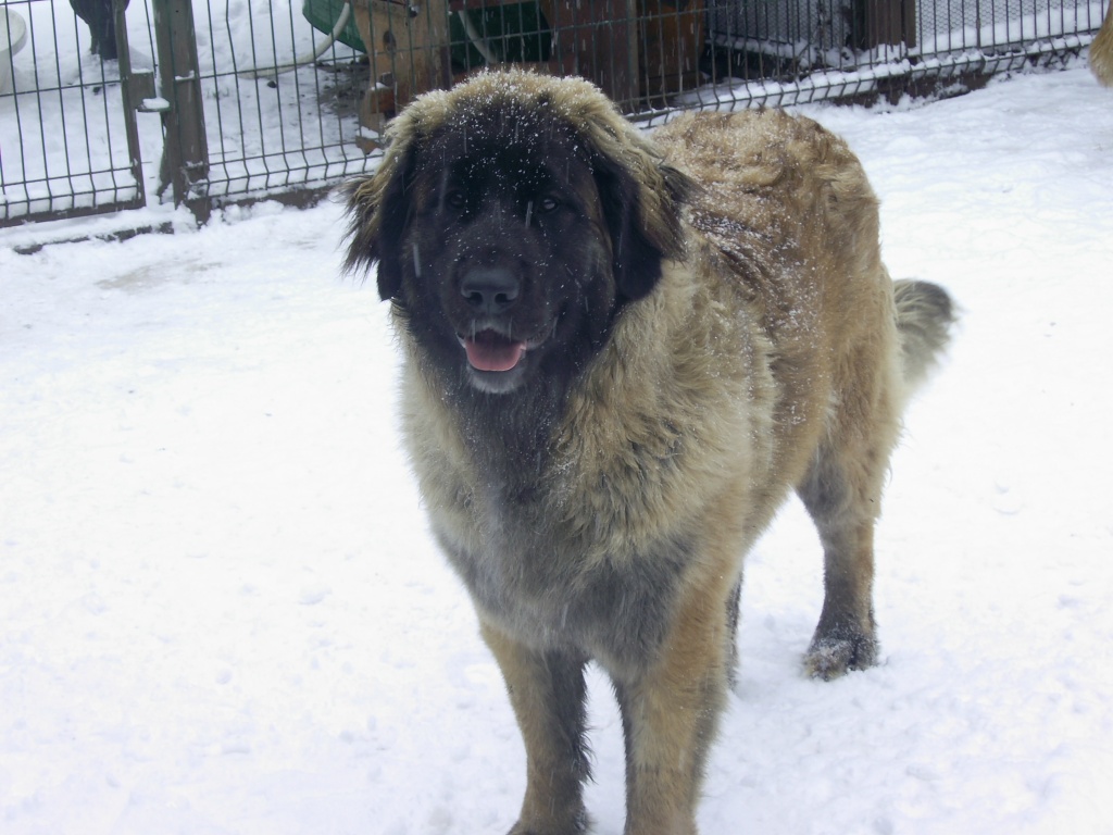 Leonbergerhündin - Hunde - Schöna Kolpien