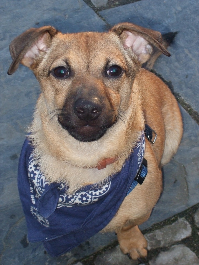 Suche libevolle/n hundesitter - Hunde - Hamburg