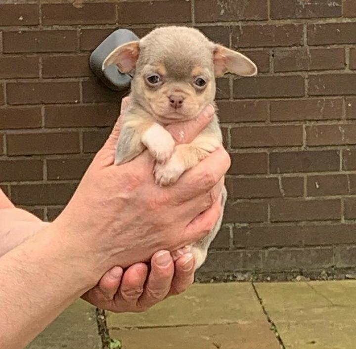 Super Chihuahua Welpen zu verkaufen. - Hunde - Weinheim