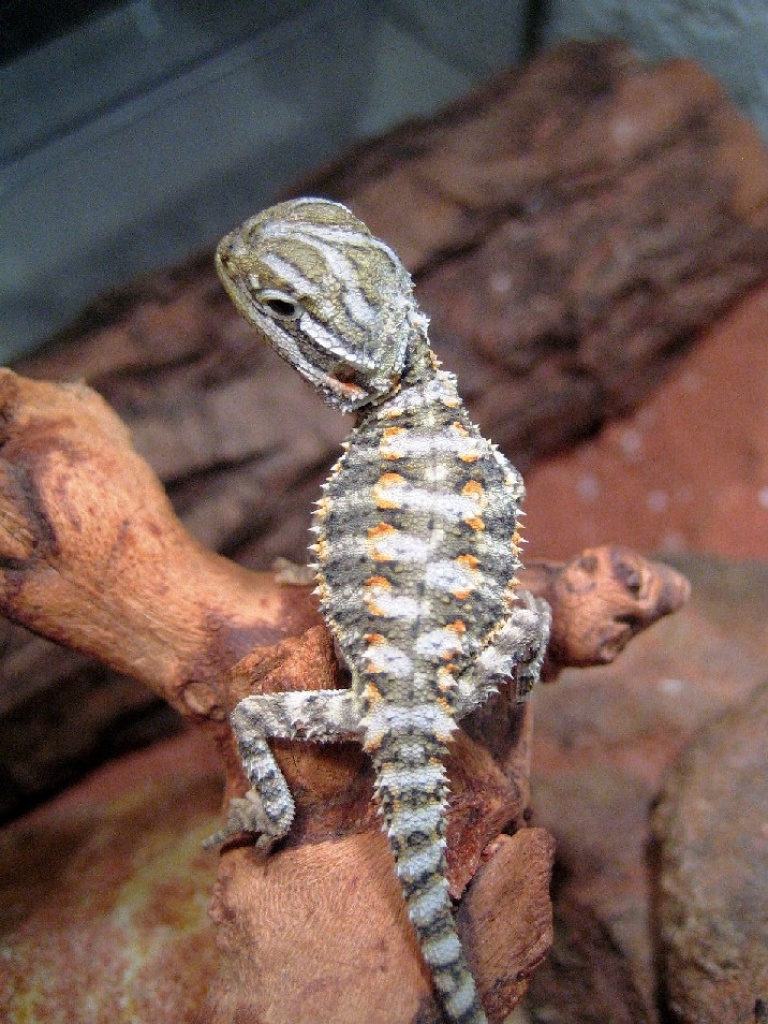 Junge Zwergbartagamen abzugeben - Reptilien - Gladbeck