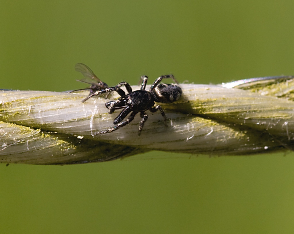 SUCHE DRINGEND MINISPINNEN - Insekten - Oldenburg
