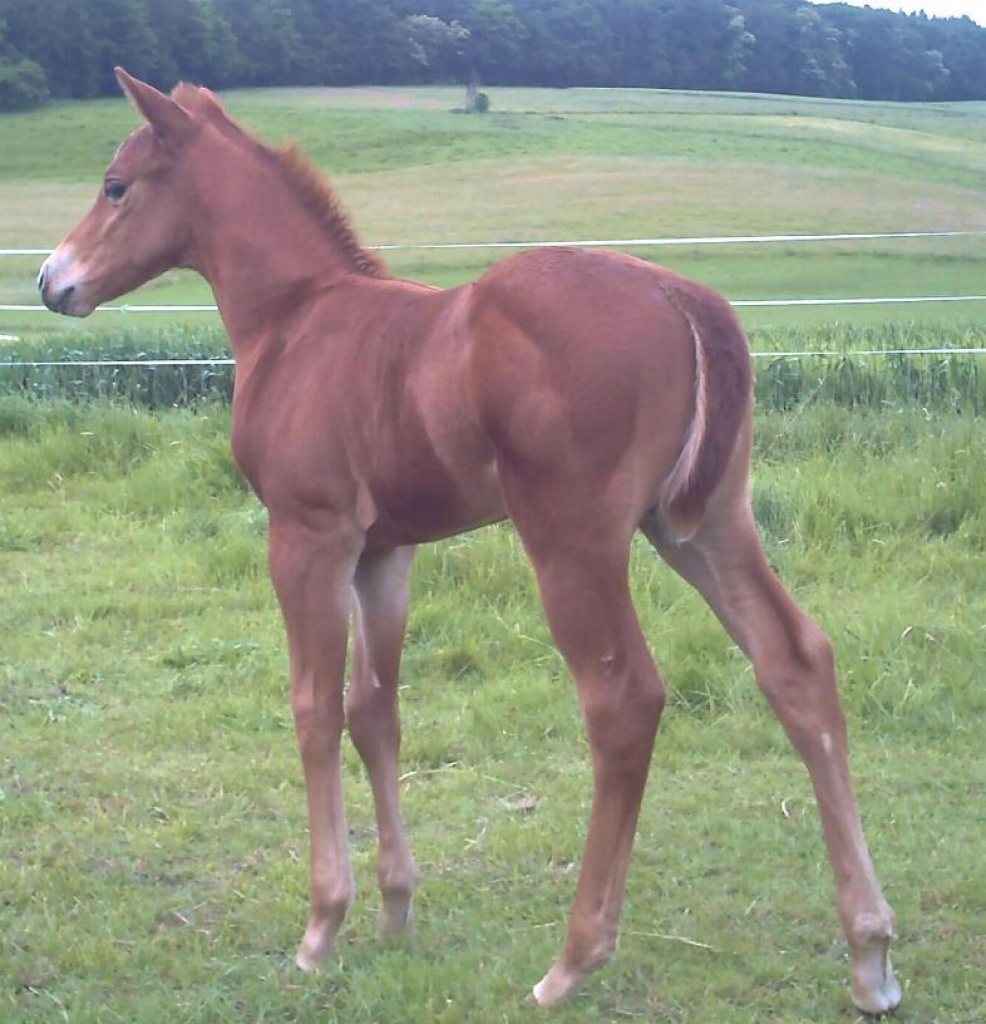 Ausdruckstarkes Quarter Horse Hengstchen - Pferde - Homberg Ohm