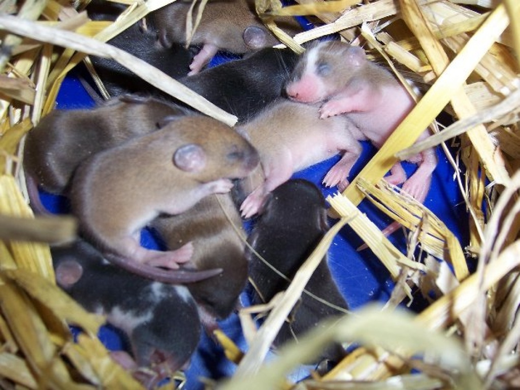 Farbmäuse ab sofort zu verschenken - Nagetiere - Kaufering