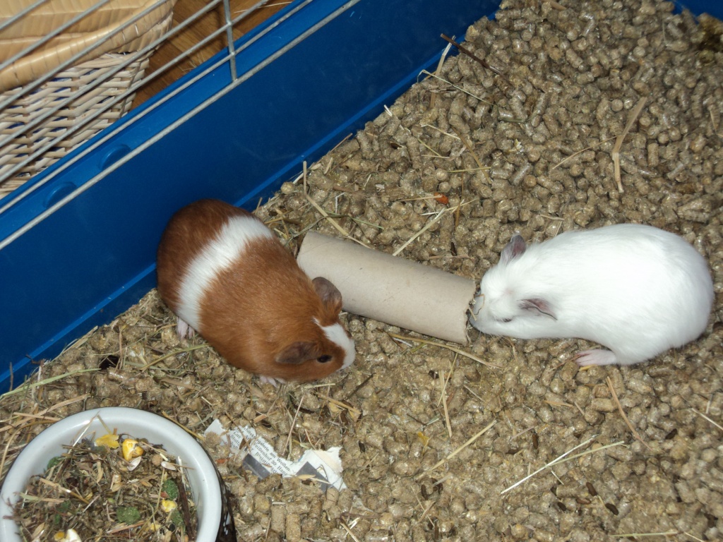 Meerschweinchen suchen ein neues Zuhause - Tierboersen - Stuttgart