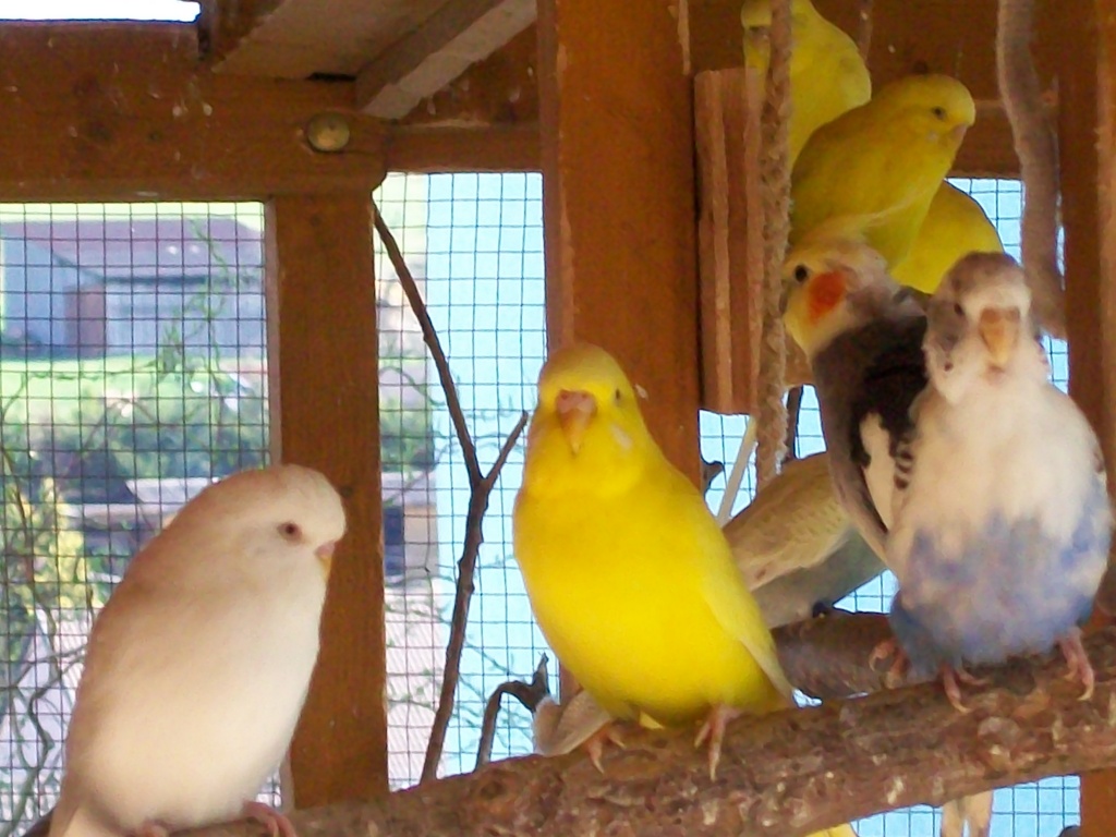 Verkaufe nestjunge Wellensittich ab dem 25.05.09 - Voegel - Heinrichsthal
