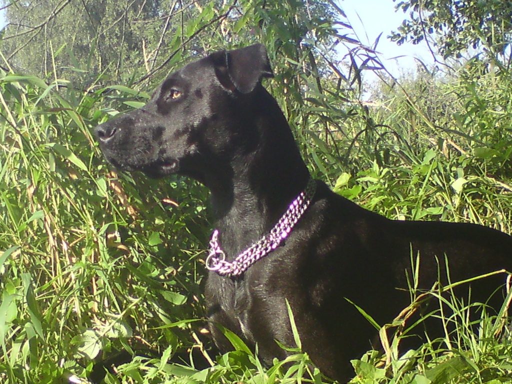 Suche Dobermann-Deckrüden - Hunde - Ulm