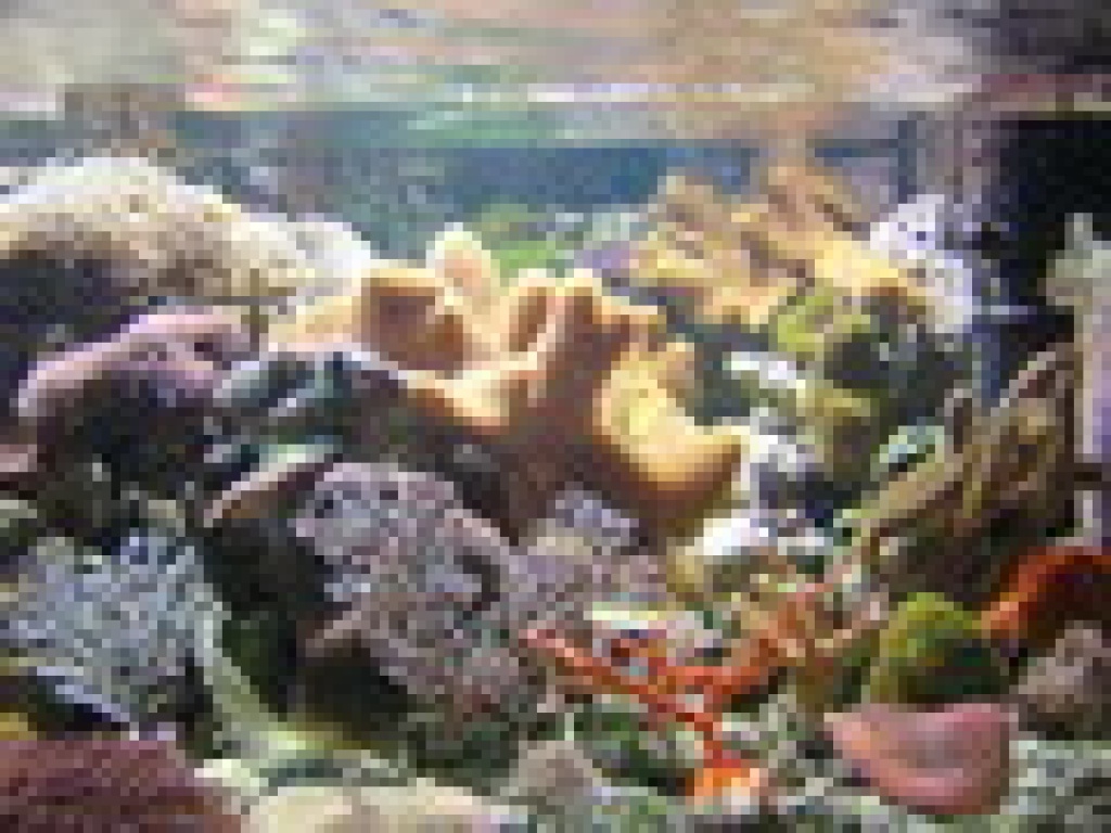 Meerwasser, Aquarieneinrichtungen,Clownfische Nachzucht - Zoohandlungen - Hermsdorf