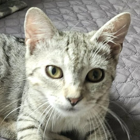 Fundkatze SILVER sucht ein Zuhause - Katzen - Hainburg an der Donau