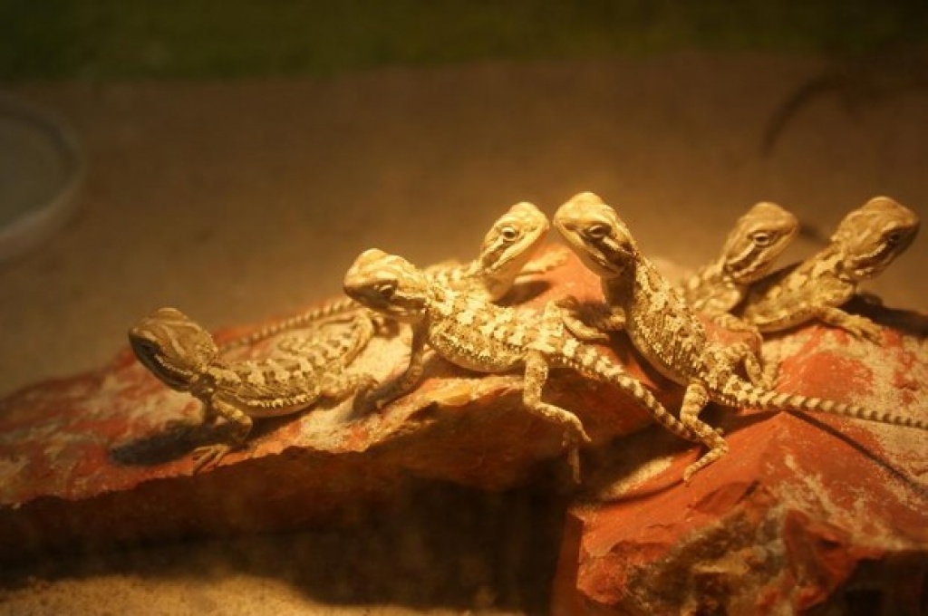 Zwerg Bartagamen dringend abzugeben - Reptilien - Weiterstadt