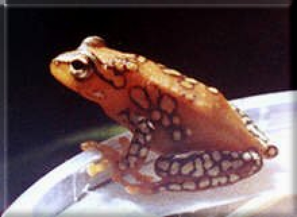 Suche : punktierter Riedfrosch (Hyperolius puncticulatus) - Amphibien - Stahnsdorf