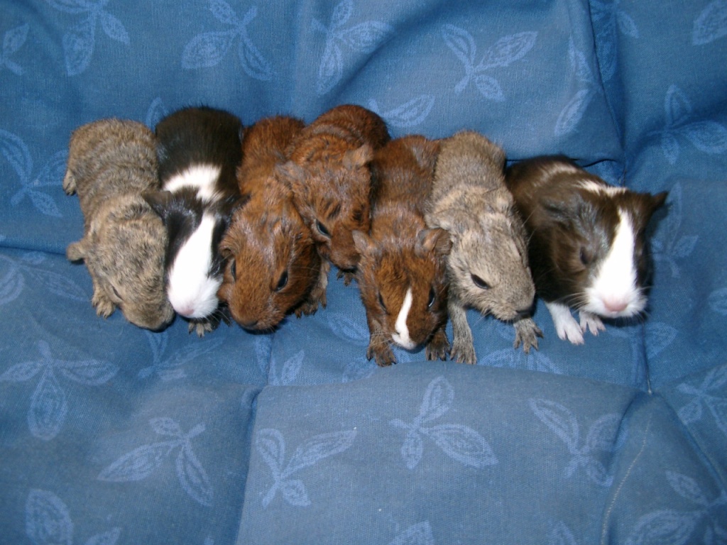 Meerschweinchen - Nagetiere - Ronshausen