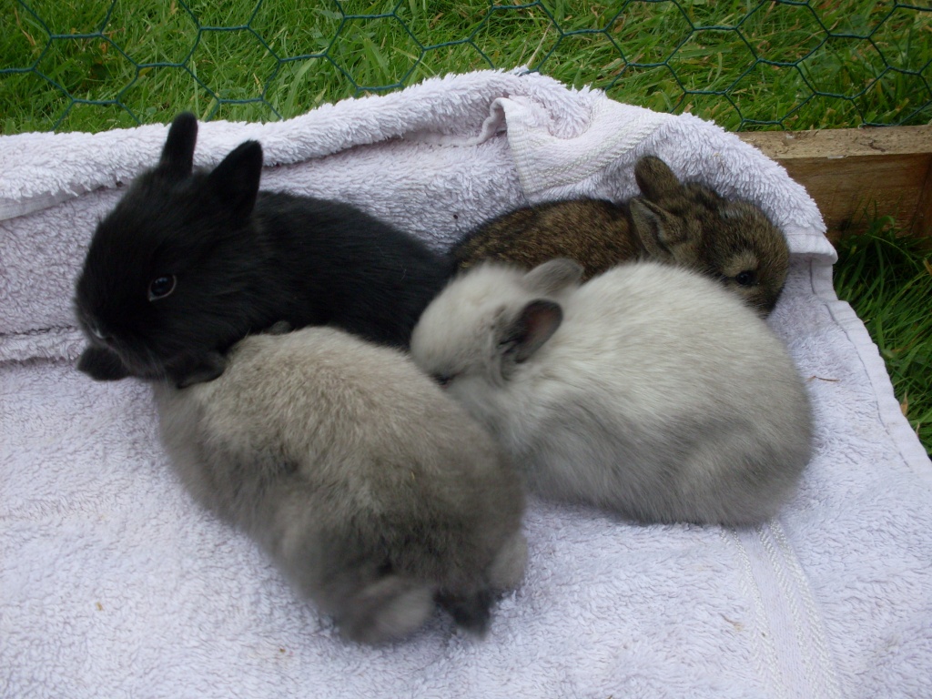 Löwenköpchen Babys - Nagetiere - Hagen