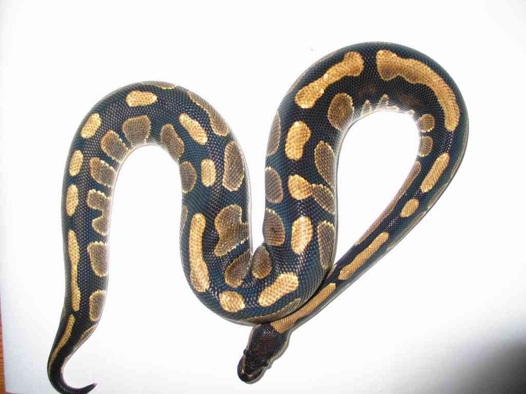 Königspythons: eigene Nachzuchten! - Reptilien - Rimbach