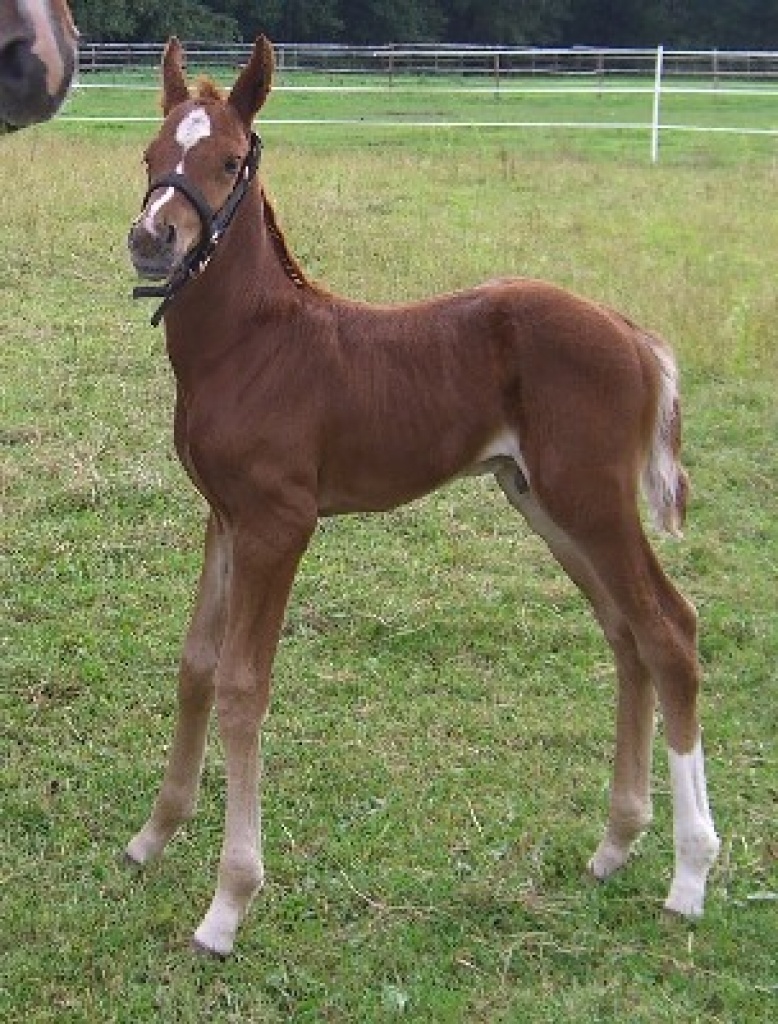 QUATERBACK - ELITE - FOHLEN HENGST FUCHS - Pferde - 30599