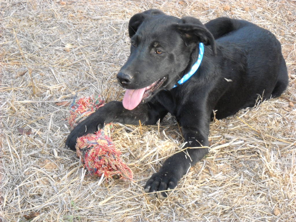 Homer sucht ein Zuhause! - Hunde - Santanyi