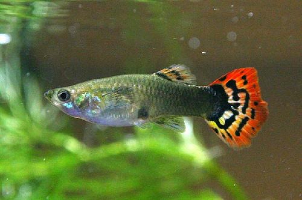 Guppys -ab 0,60€  super günstig! - Fische - Frankfurt am Main
