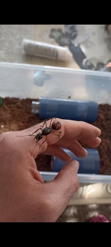 Dinomyrmex gigas Ameisenkönigin - Insekten - Pohlheim