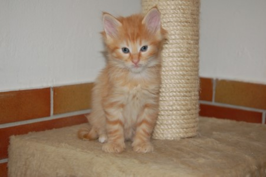 Traumhafte Norwegerkitten zu verkaufen - Katzen - Naumburg Saale