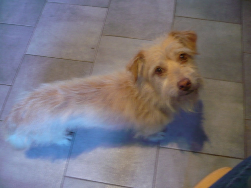 Bubi..2021 geboren..sucht neues Zuhause! - Hunde - Remscheid
