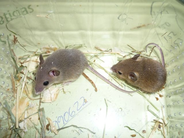 Afr. Zwergmäuse (Mus minutoides, Knirpsmäuse) - Maeuse - Hörstel