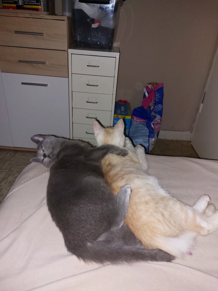 2 kastrierte kater suchen neues zuhause - Katzen - Köln