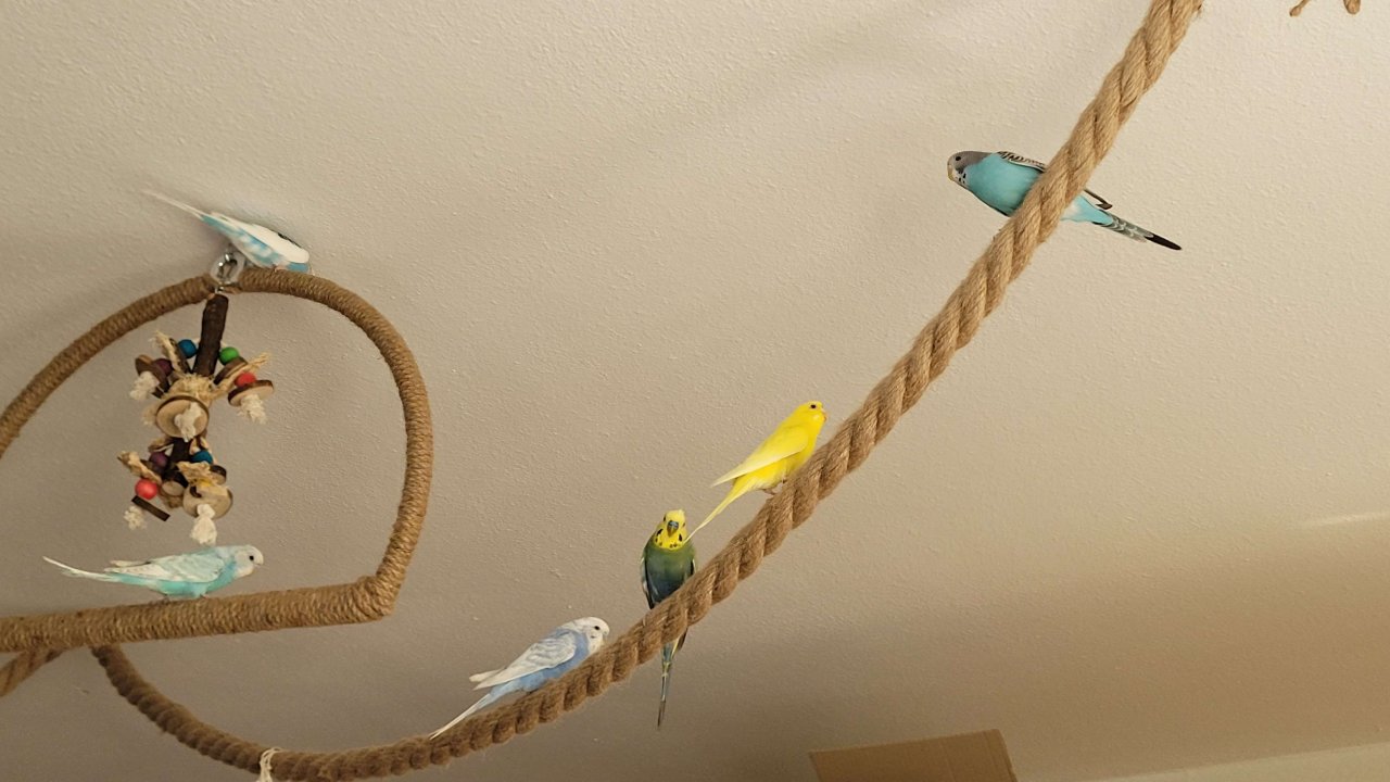 Wellensittich Schwarm - Voegel - Berlin