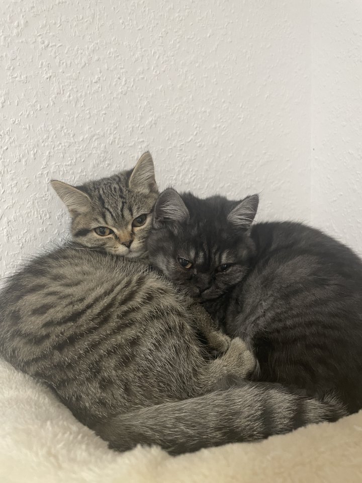 Zwei Kitten suchen ein tolles zuhause - Katzen - Krefeld