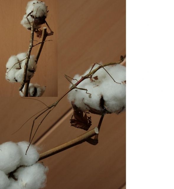 Lonchodes cultratolobatus - Insekten - Füllinsdorf