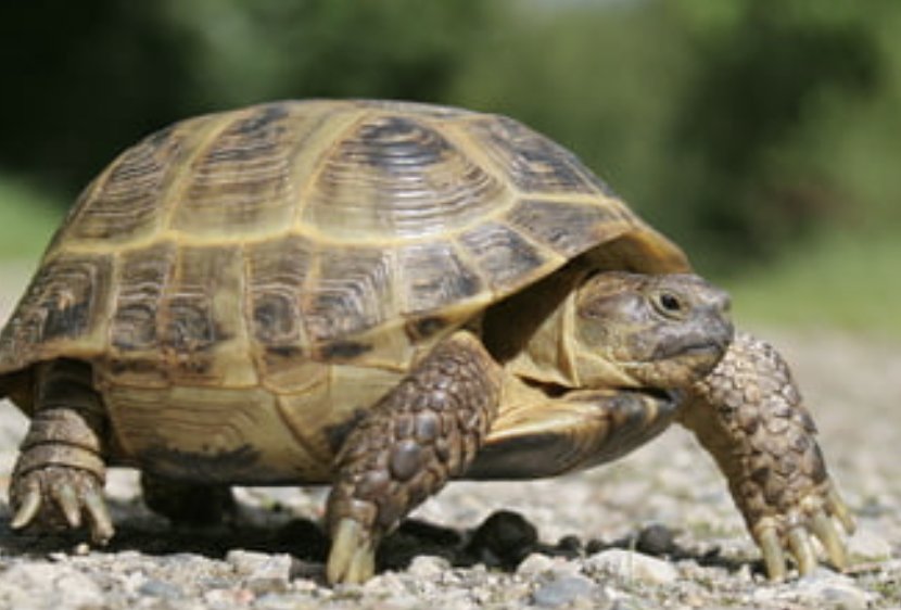 Suche Weibliche Vierzehenlanfschildkröte - Reptilien - Roßtal