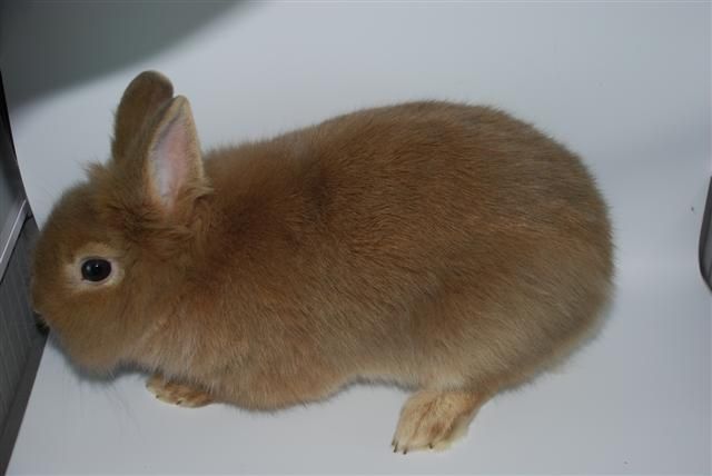 Löwenkopfzwergrammler - Hasen Kaninchen - Berlin