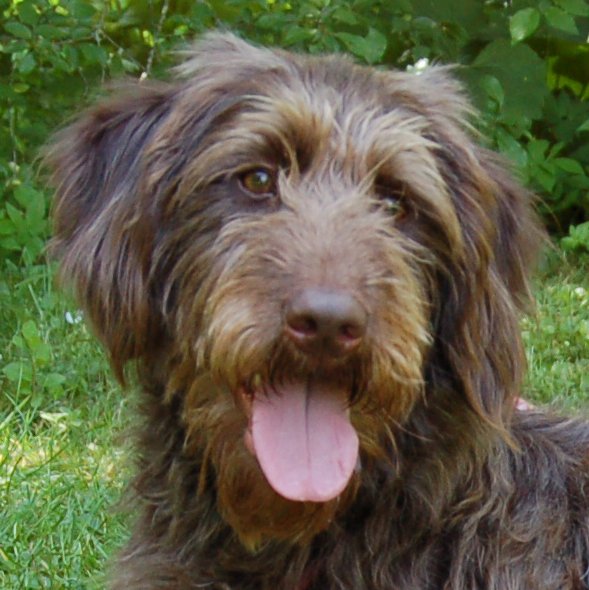 Ilse - weiblich 1 Jahr 56 cm 20 kg Labradoodle Gechipt Nicht kastriert - Hunde - Lauf an der Pegnitz