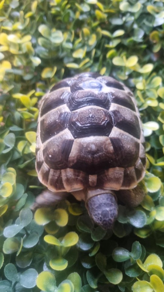 Maurische Landschildkröten aus 2024 - mit Papieren - Reptilien - Eggersdorf