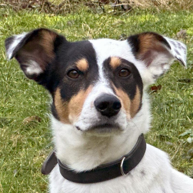 SHANDO - männlich 1 Jahr 42 cm 14.8 kg Mischling Gechipt Kastriert - Hunde - Lauf an der Pegnitz