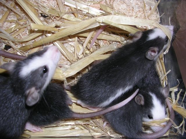 9 Rattenbabys in Black Husky u. Black Berkshire - Ratten - 