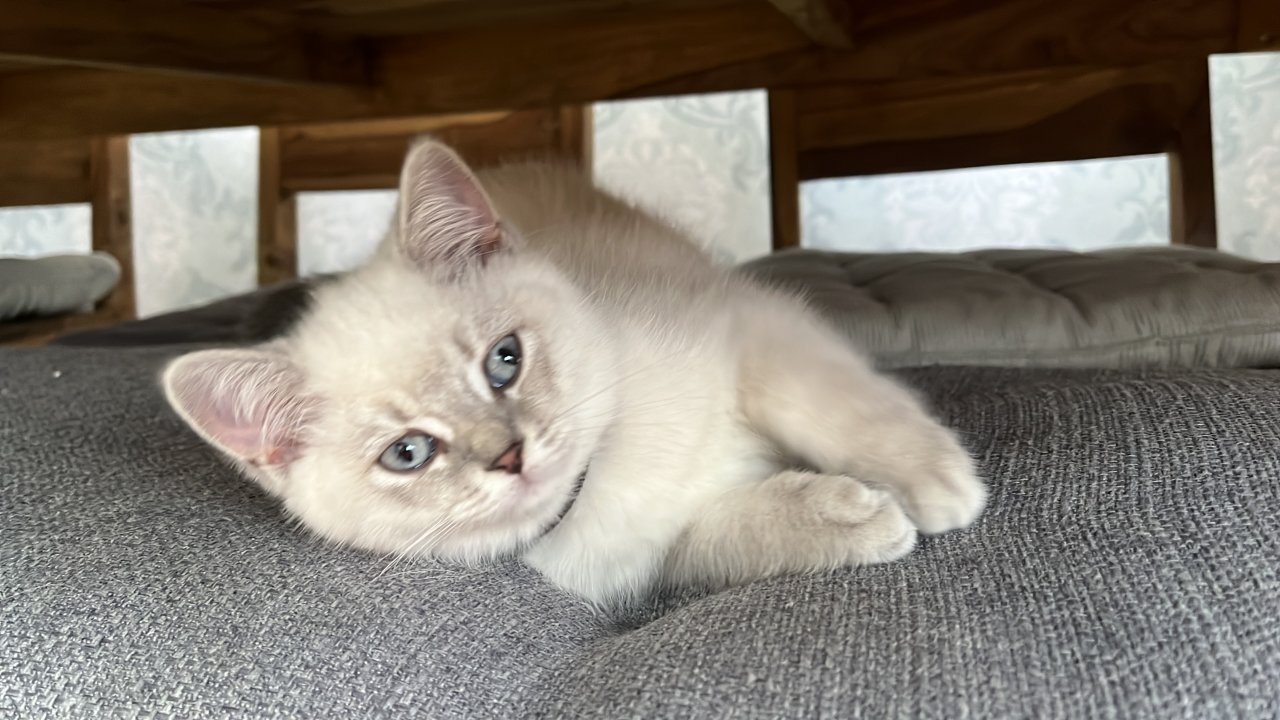 Bkh kitten)) Weibchen! Abgabe bereit!! - Katzen - Memmingen 