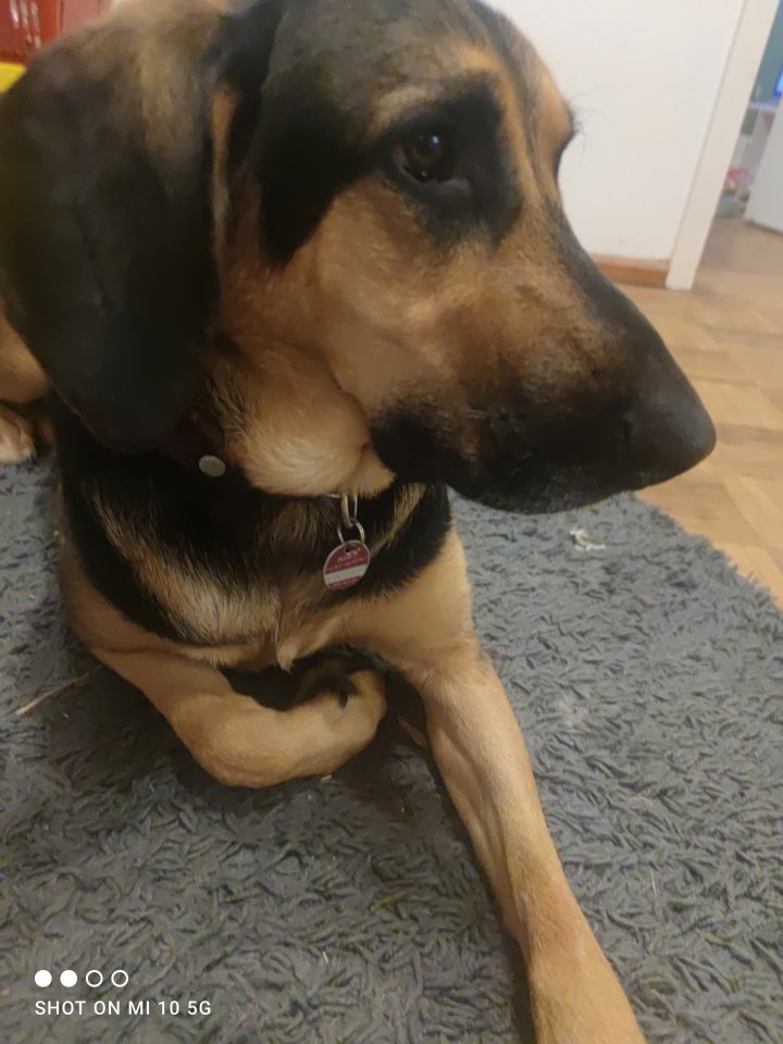 Mischlingshund Schäferhund Bracke Mix - Hunde - Nagel