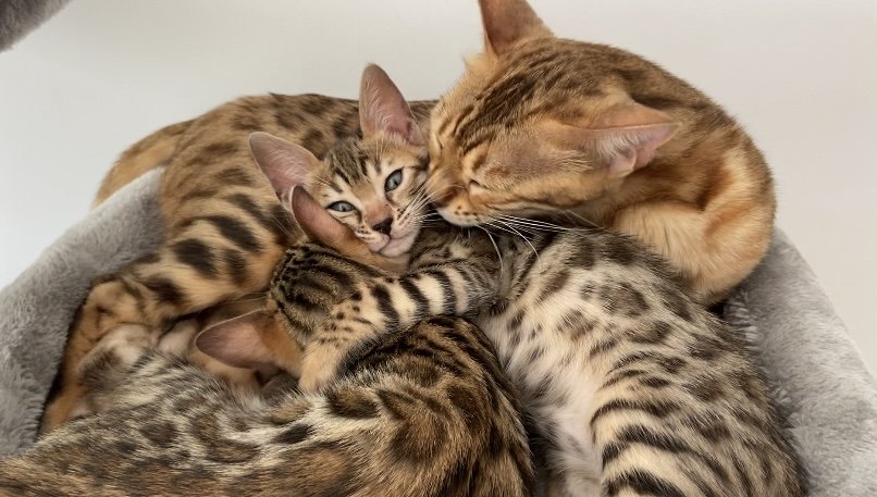 Bengalkitten mit Stammbaum - Katzen - Weilrod