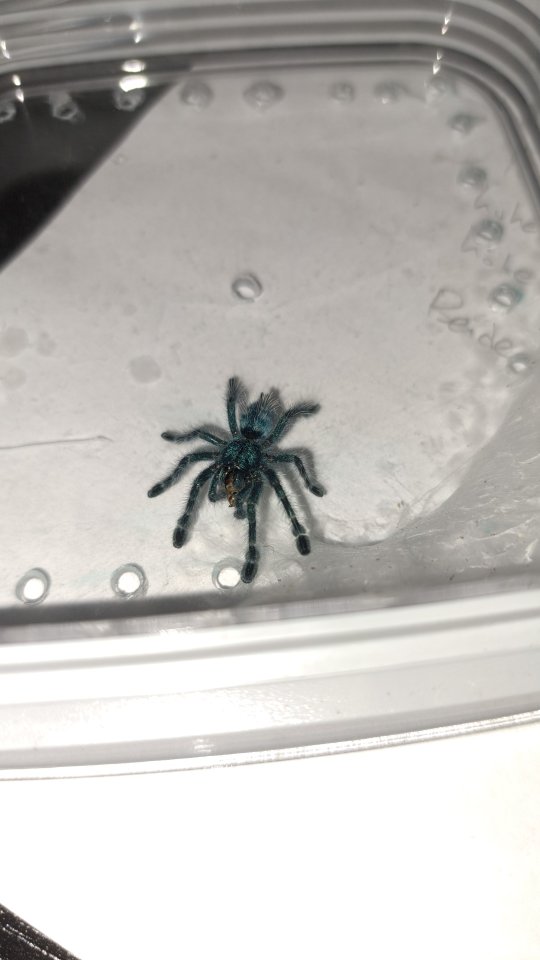 Vogelspinne Caribena Versicolor jungtiere. Euskirchen 53879 Nähe Köln - Insekten - Euskirchen